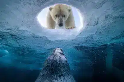 Wildlife Photographer of the Year 2026 : les premières images gagnantes d’un concours record, avec plus de 65 000 photos en lice