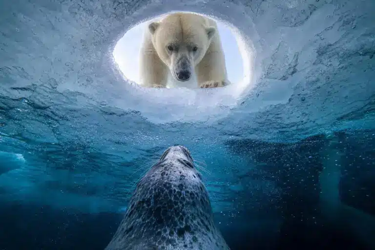 Wildlife Photographer of the Year 2026 : les premières images gagnantes d’un concours record, avec plus de 65 000 photos en lice